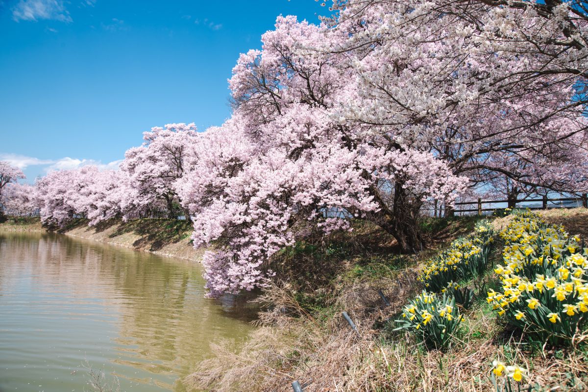 南信州の桜旅　六道の堤